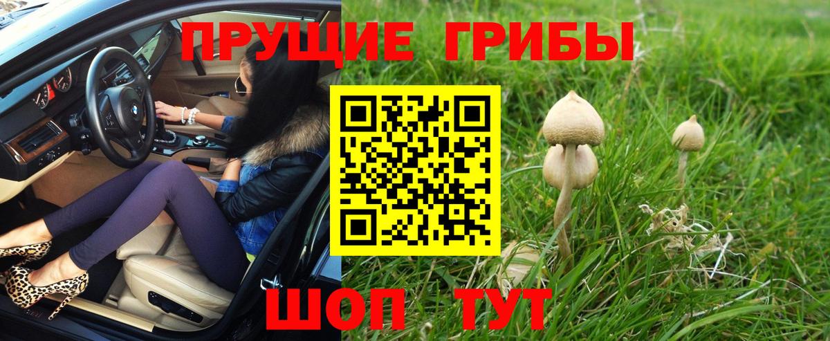 Псилоцибиновые грибы Psilocybine cubensis Сергиев Посад